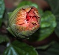 Large Showy Orange Hibiscus Bud Royalty Free Stock Photo